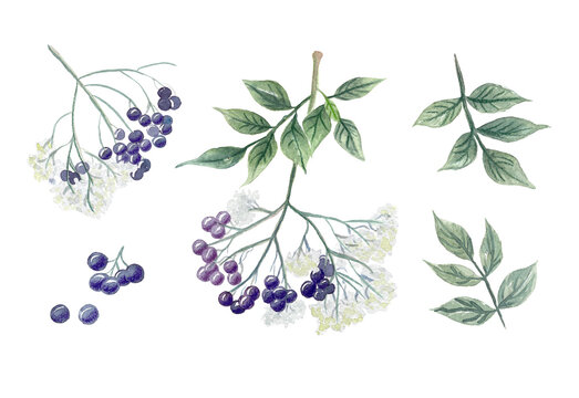 watercolor elderberry branches with flowers, berries and leaves in traditional style. Classic botanical illustration isolated on white