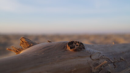 Obraz premium tree on the beach