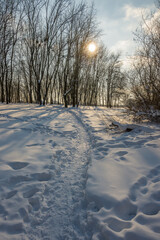 Sunny day in the frosty forest in the winter season. Landscape with forest and perfect sunlight with snow and clean sky. Beatuful contrast of snow shapes and shadows