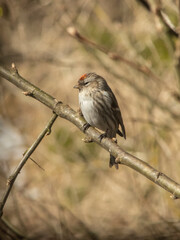 female common redpoll on branch