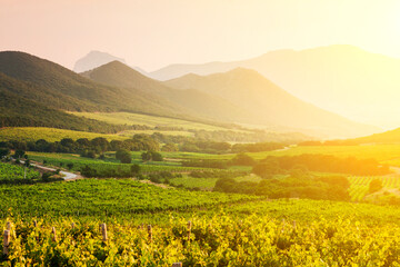 Picturesque landscape with vineyards on the background of the high mountains.