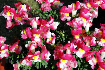 pink and white tulips