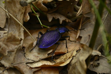 purple bug