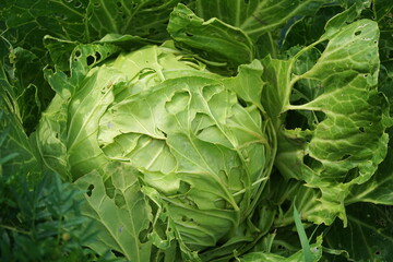 Cabbage damaged by insects pests close-up. Head and leaves of cabbage in  the garden, leaves with holes, eaten by pests.