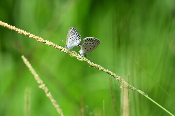 A mating pair of Small butterflies.  