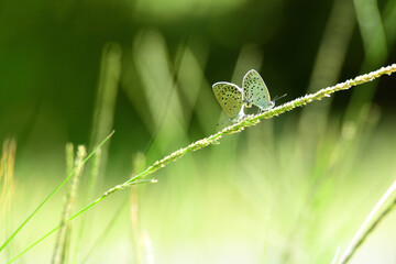 A mating pair of Small butterflies.  