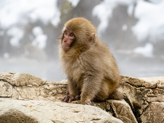 Japanese snow monkey sitting beside hot spring 29