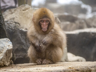 young Japanese macaque snow monkey by hot spring 2