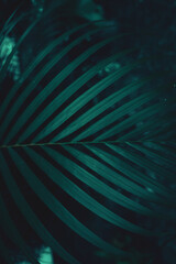 Ciemno zielono turkusowy liść palmowy, piękne naturalne tło. - obrazy, fototapety, plakaty