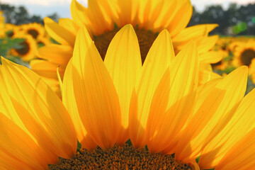 sunflower growing in the field