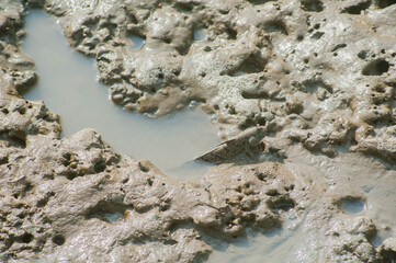 The Mudskipper fish at the pier of Wat Khun Samut Chin temple, Samut Prakan province, Thailand