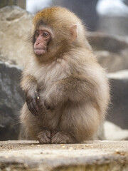 young Japanese macaque snow monkey by hot spring 1