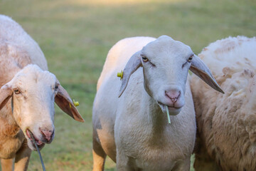 Sheep in the farm and eating the grass.