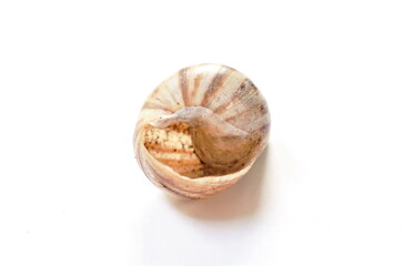 snail shell after death on white background