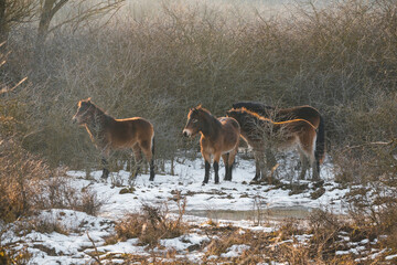 Wild horses in czech steppe