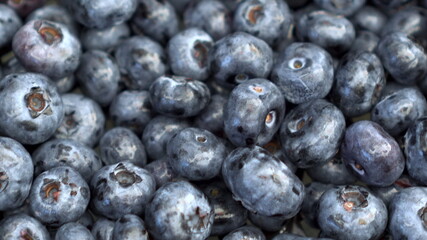 A lot of blueberries on the market close-up. The camera moves.