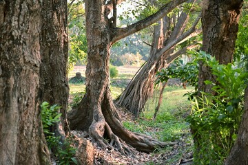 Banyan tree in the forest (selective focus)