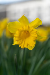 Jonquille jaune devant un fond vert et d'autres jonquilles, symbole de printemps