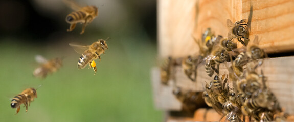 Honigbiene im Anflug