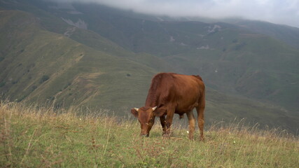 Fototapeta na wymiar A young bull graze on the green hills against the backdrop of the Caucasian cloudy mountains.