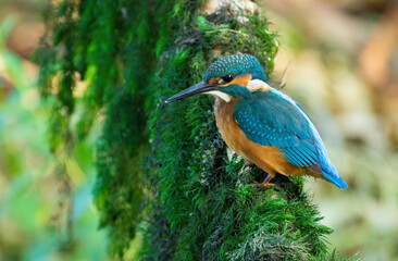 Сommon kingfisher, Alcedo atthis. The bird sits on a beautiful branch above the river waiting for a fish