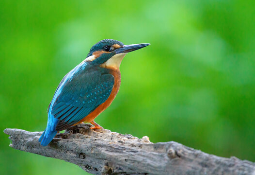 Сommon kingfisher, Alcedo atthis. The bird sits on an old dry branch above the river, beautiful green background © Юрій Балагула