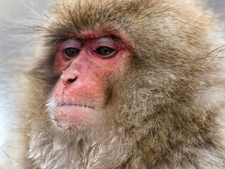 close up face of Japanese macaque snow monkey 20