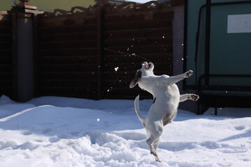 white dog running