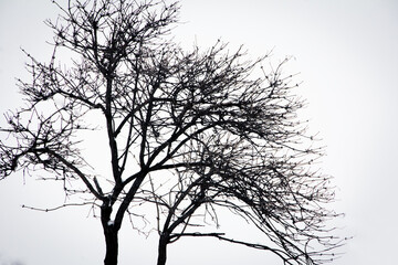 silhouette of a tree
