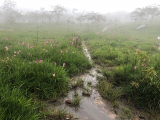Beautiful Siamese tulip field on fog in the mist at the forest of Thailand at Chaiyaphum.