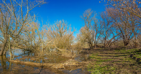 Ancient forest at city park at Spring called Herrenkrug near Magdeburg and river Elbe, Germany, sunny day, blue sky.