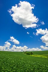 soy plantation, agriculture and development