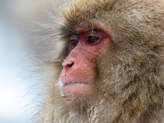close up face of Japanese macaque snow monkey 19
