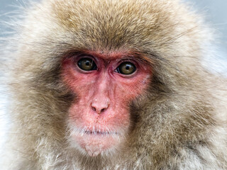 close up face of Japanese macaque snow monkey 16