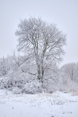 Fototapeta na wymiar snowy winter trees