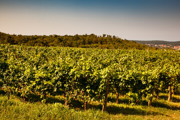 Vineyard in the Trieste Karst