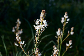 Closeup of white flower on green background (ASPHODELUS RAMOSUS O GAMON RAMIFICADO)