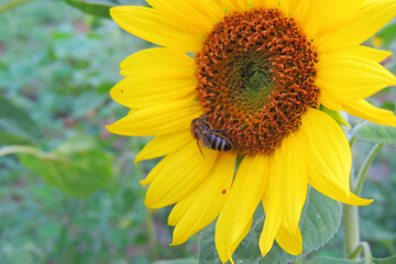 sunflower growing in the field