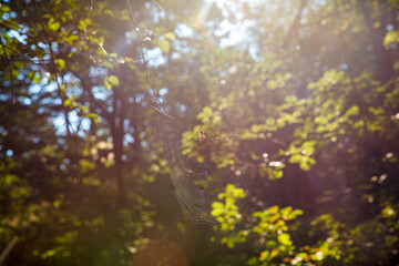 Fototapeta na wymiar The cross spider in cobweb