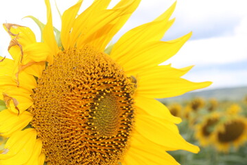 Obraz premium sunflower in the field among sunflowers