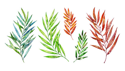 Set of laurel branches isolated on a white background. Collection of plants painted in watercolors. Laurel leaves.