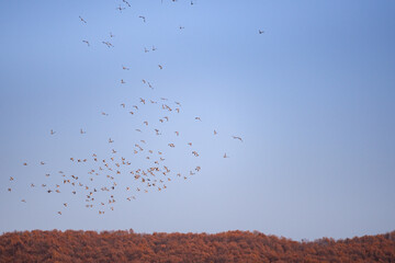 A large flock of wild pigeons flying in the autumn blue sky. Columba palumbus birds in freedom