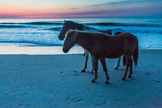 feral horses on Assateague beach in a early morning summer sunrise.