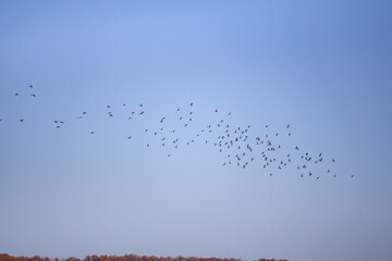 A large flock of wild pigeons flying in the autumn blue sky. Columba palumbus birds in freedom