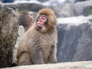 close up Japanese macaque snow monkey by snow 3