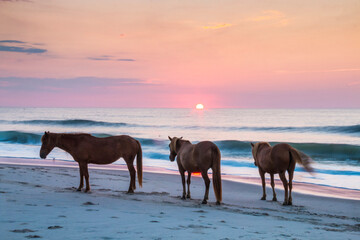 Fototapeta na wymiar feral horses on Assateague beach in a early morning summer sunrise.