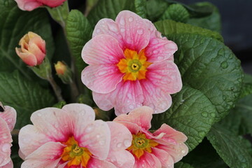 Primelbl&uuml;te nach Regen