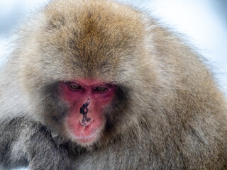 close up face of Japanese macaque snow monkey 15