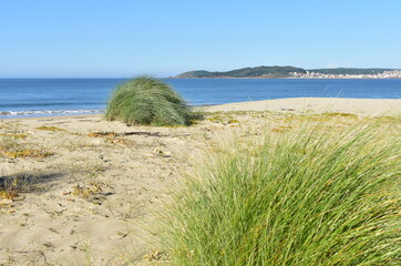 Beach with grass on sand dunes at famous Rias Baixas region. Muxia, Coruña, Galicia, Spain.
