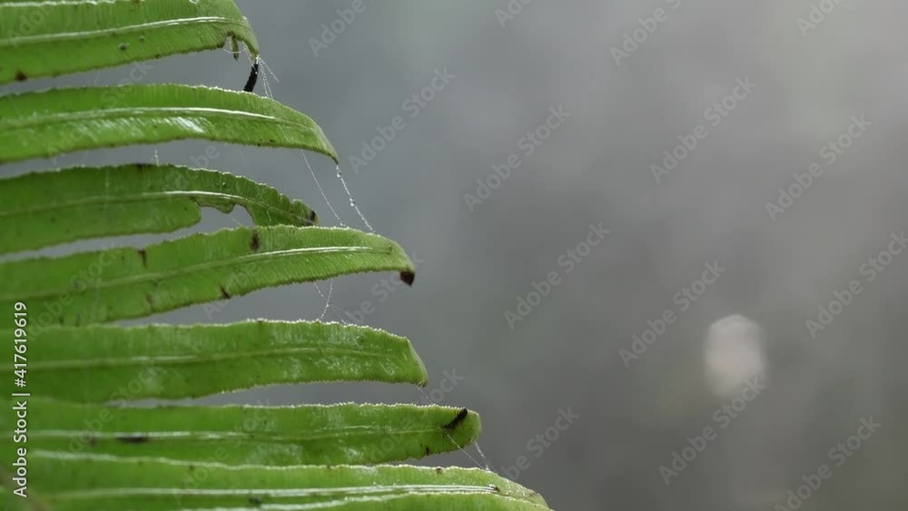Poster detailed close up shot of fern leaves covered with a spider web in rain forest with steaming fog and